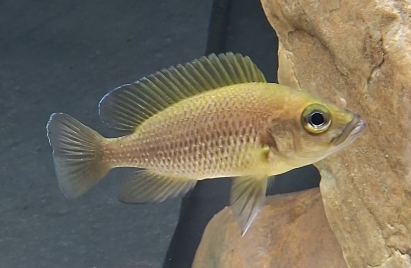 Neolamprologus toae 'Cape Tembwe'